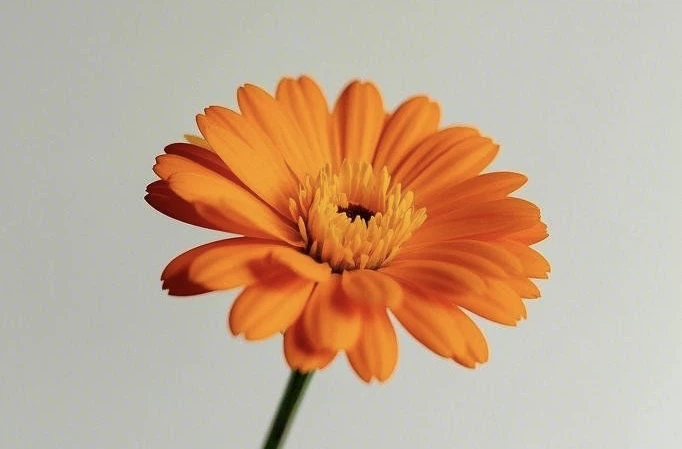 オレンジ色の花